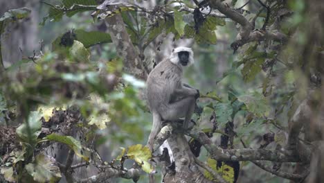 A-gray-langur-sitting-in-a-tree-in-the-Chitwan-National-Park-in-Nepal