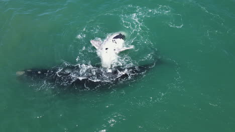 Southern-Right-whale-exhales-next-to-its-perky-brindle-calf