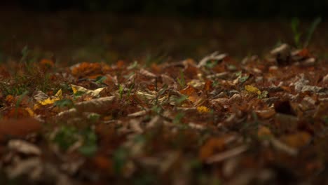 Close-up-of-leaves-of-autumn,-laying-peacefully-on-the-forest-grounds