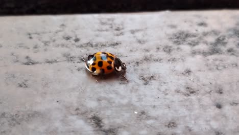 Ladybug-or-ladybird-beetle-walks-across-a-table---Truck-Shot