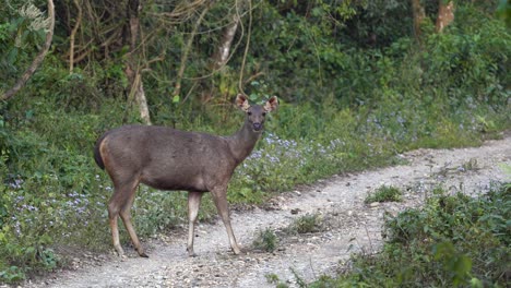 Ein-Sambar-Hirsch,-Der-Vorsichtig-Auf-Einer-Unbefestigten-Straße-Im-Chitwan-Nationalpark-Steht-Und-Die-Brise-Auf-Anzeichen-Von-Gefahr-Testet
