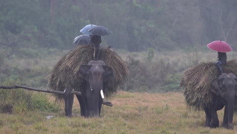 Elefanten-Mit-Mahouts-Auf-Dem-Rücken,-Die-Durch-Einen-Heftigen-Regenguss-Im-Chitwan-nationalpark-In-Nepal-Gehen