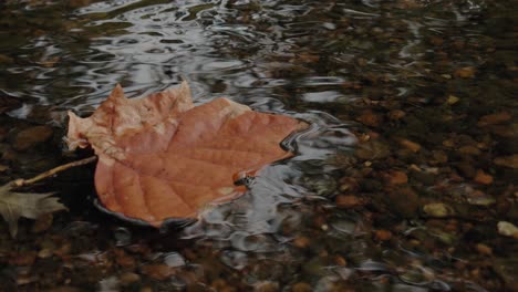 Brown-leaf-is-floating-in-the-water-at-autumn,-shallow-water-with-sky-reflection-and-stones-visible-inside-of-it