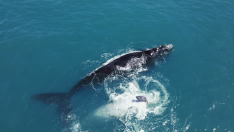 Playful-brindle-whale-calf-next-to-its-mom---aerial-in-Walker-Bay,-Hermanus