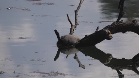Eine-Weichschalige-Schildkröte,-Die-Auf-Einem-Toten-Ast-Im-Sonnenschein-über-Dem-Wasser-Eines-Sees-Im-Chitwan-nationalpark-In-Nepal-Ruht