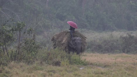 Ein-Elefant-Mit-Einem-Mahout-Auf-Dem-Rücken,-Der-Durch-Einen-Heftigen-Regenguss-Im-Chitwan-nationalpark-In-Nepal-Geht
