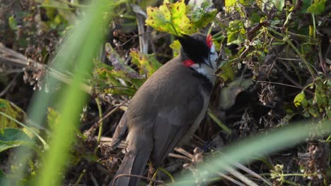 A-red-whiskered-bulbul-plucking-seeds-from-a-plant-in-the-jungle