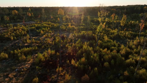 Luftaufnahme-Der-Bepflanzten-Waldfläche,-ökologische-Wiederherstellung-Der-Natur,-Absteigende-Aufnahme