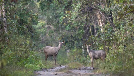Zwei-Sambar-Hirsche-Stehen-Vorsichtig-Auf-Einer-Unbefestigten-Straße-Im-Chitwan-Nationalpark-Und-Testen-Die-Brise-Auf-Anzeichen-Von-Gefahr