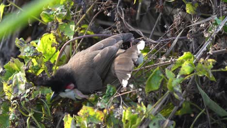 A-red-whiskered-bulbul-plucking-and-eating-seeds-from-a-plant-in-the-jungle