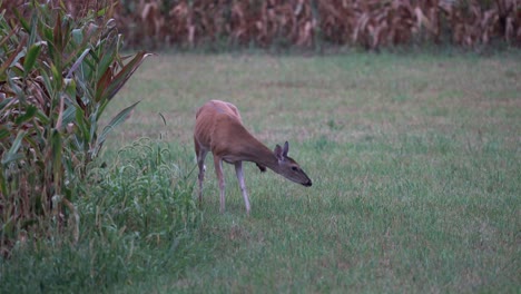 A-yearling-white-tailed-deer-standing-in-a-field-of-grass-beside-a-cornfield