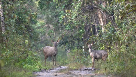 Dos-Ciervos-Sambar-Parados-Con-Cautela-En-Un-Camino-De-Tierra-En-El-Parque-Nacional-De-Chitwan-Y-Probando-La-Brisa-En-Busca-De-Signos-De-Peligro