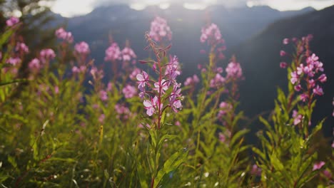 Weidenröschen-Wildblumen-Im-Bugaboo-Provincial-Park,-British-Columbia,-Kanada