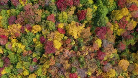 Aerial-top-view-of-a-forest-during-autumn,-drone-is-flying-above-colorful-trees