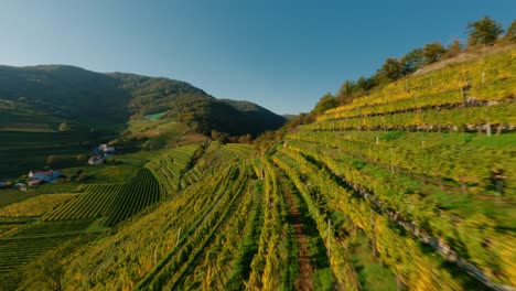 FPV-drone-soaring-along-yellow-vineyards-in-the-wachau-valley-during-autumn-season