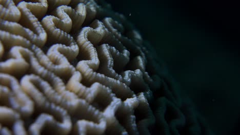 Brain-coral-super-close-up-macro-shot-at-night-with-black-ocean-background