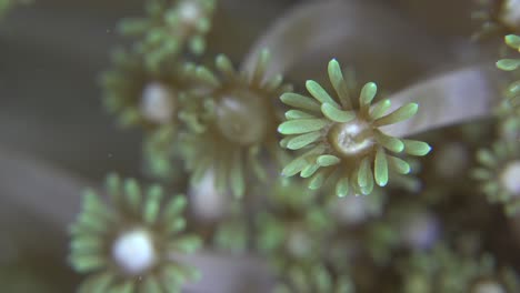 Flower-coral-super-close-up
