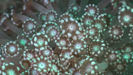 Gruppe-Von-Blütenkorallen,-Die-Sich-In-Starker-Meeresströmung-Am-Korallenriff-Bewegen