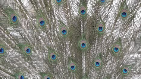 Peacock-close-up-of-covert-feather-tail-fan-display