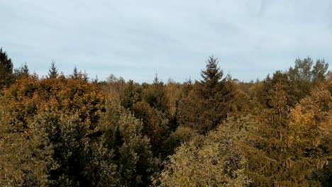 Drone-aerial-autumn-forest-golden-colors-leaves