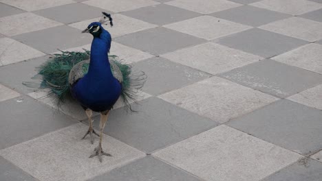 Peacock-walking-close-up