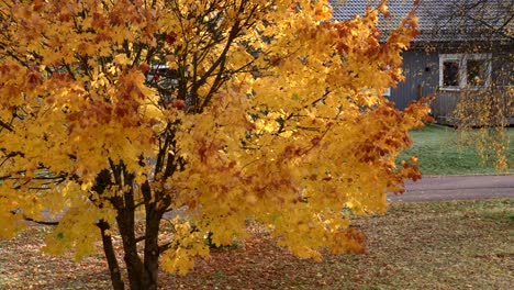 Verschönern-Sie-Ahornblätter,-Die-An-Einem-Sonnigen-Herbsttag-Langsam-Von-Einem-Baum-Fallen