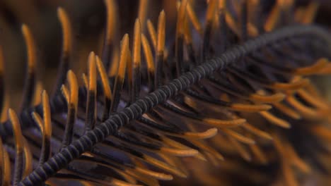 Orange-featherstar-super-close-up-macro-shot-on-coral-reef