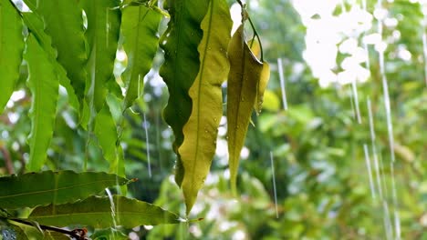 Heavy-rain-downpour-with-water-droplets-splashing-on-green-leaves-in-the-garden,-forest,-jungle,-close-up-of-leaf-and-raindrops-in-beautiful-sunlight