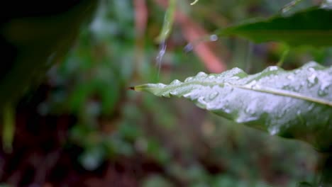 Water-droplets-splashing-off-a-green-leaf-plant-in-garden,-forest,-jungle-during-a-heavy-raining-downpour-in-the-tropics,-close-up-of-rain-drops-bouncing-off-plants