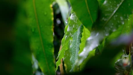 Close-up-of-rain-and-water-droplets-during-a-heavy-tropical-rainy-downpour-in-green-garden,-forest,-jungle,-fauna,-plant-leaf-and-leaves-in-the-tropics