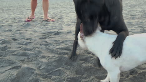 Hunde-Spielen-Am-Strand