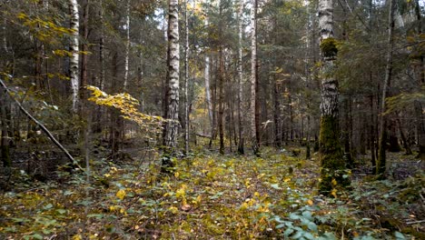 Drohne-Luft-Herbstwald-Goldene-Farben-Blätter