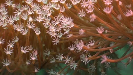 Weiße-Blütenkorallen-Super-Nahaufnahme-Makroaufnahme-Am-Korallenriff