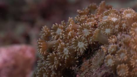 Blumenkorallen-Auf-Korallenfelsen-Am-Tropischen-Korallenriff