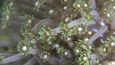 Blütenkorallen-Aus-Nächster-Nähe,-Die-Sich-Langsam-In-Der-Meeresströmung-Bewegen