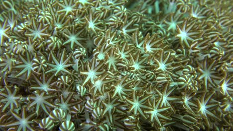 Xenia-Weichkorallen-Pulsieren-Nahaufnahme-Makroaufnahme-Am-Korallenriff