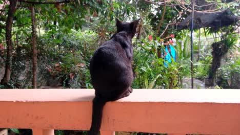 A-beautiful-black-cat-with-sitting-on-an-old-garden-wall-on-a-wet,-raining-day,-watching-the-rain-and-waiting-for-the-poor-weather-to-improve,-view-of-black-cat-from-behind-overlooking-garden