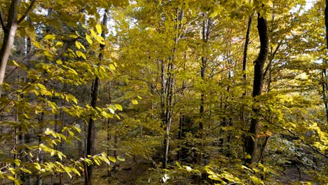 Drohne-Luft-Herbstwald-Goldene-Farben-Blätter