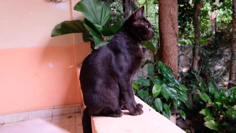 A-black-cat-sitting-on-a-garden-wall,-watching-and-overlooking-garden-on-a-rainy-day,-patiently-waiting-for-the-rain-to-stop,-side-profile-of-beautiful-feline-with-yellow-eyes