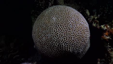 Big-brain-coral-filmed-from-top-on-coral-reef-at-night