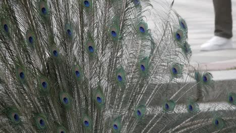 Close-up-of-peacock-tail-covert-feather-tail