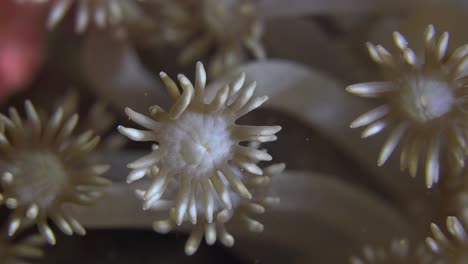 Coral-De-Una-Sola-Flor-Super-Close-Up-Macro-Shot-En-Arrecifes-De-Coral