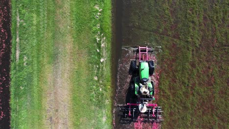 In-central-Wisconsin,-a-harrow-tractor-mows-a-cranberry-marsh-and-knocks-cranberries-off-the-vine-allowing-the-ripe-cranberries-to-float-to-the-water's-surface