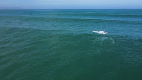 White-brindle-whale-breaches-twice-in-Walker-Bay,-Hermanus