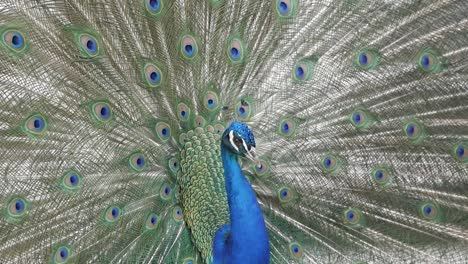Close-up-of-peacock-during-courtship-ritual
