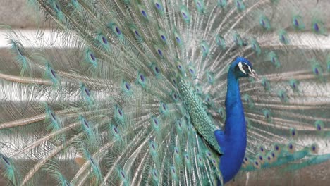 Close-up-of-peacock-with-fans-tail-open