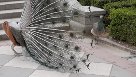 Courtship-display-of-peacok-next-to-peahen-at-gardens-in-Retiro-Park,-Madrid,-Spain