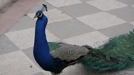 Profile-view-closeup-of-still-peacock-with-closed-tail