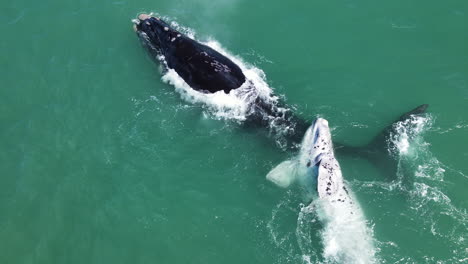 Rare-sighting-of-brindle-Right-whale-calf-rolling-on-top-of-its-mom