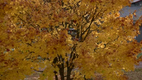 Golden-maple-leafs-slowly-falling-from-a-tree